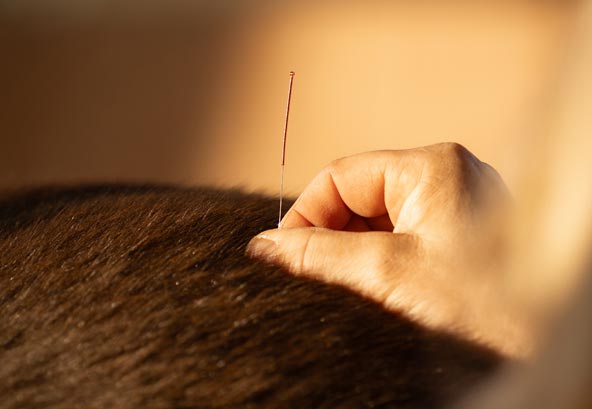 Dry Needling